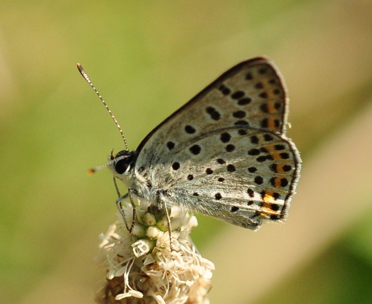 Lycaenidae da id.